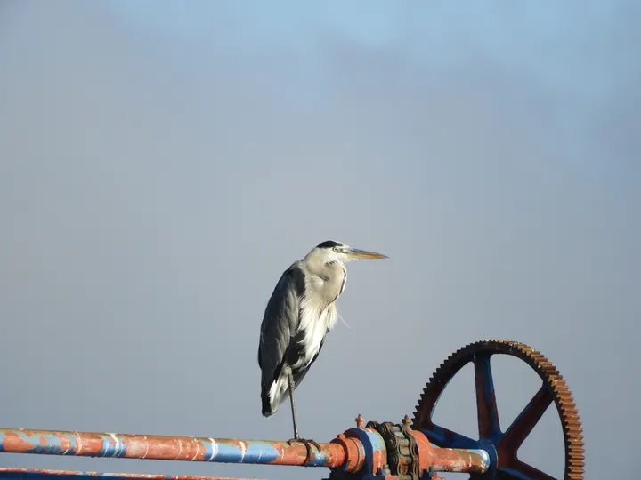 Garza real en la antigua Laguna de La Janda
