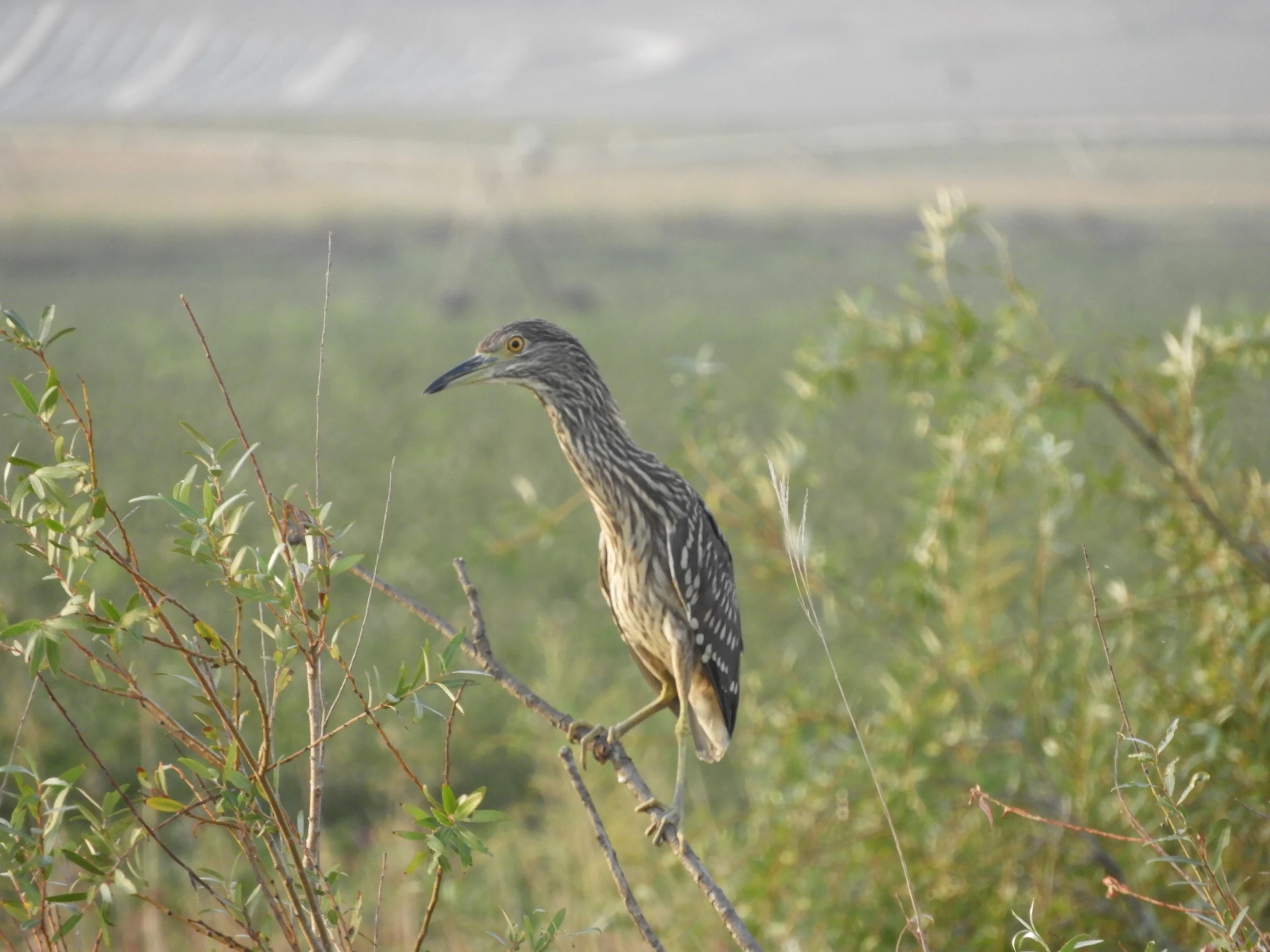 Martinete común joven en la antigua laguna de La Janda. Fotografía de David Collis Luque