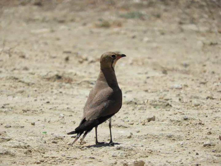 Canastera común en la marisma de Barbate