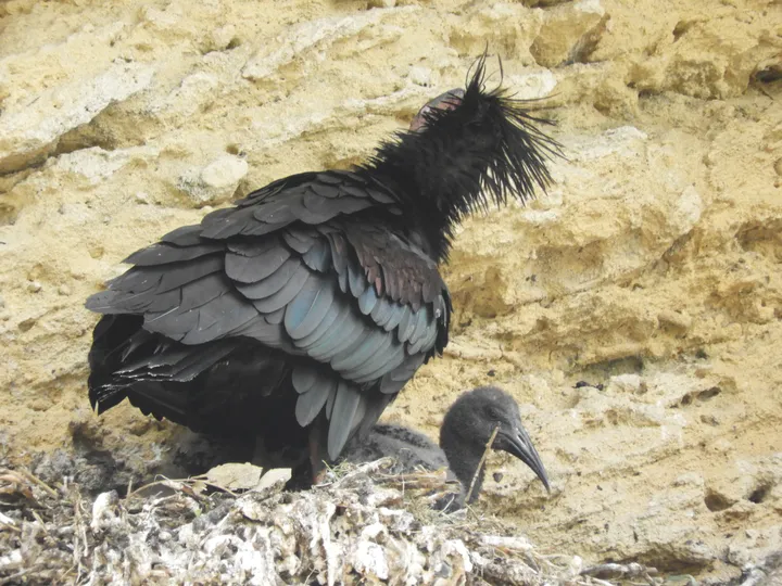 Ibis eremita en Vejer de la Frontera