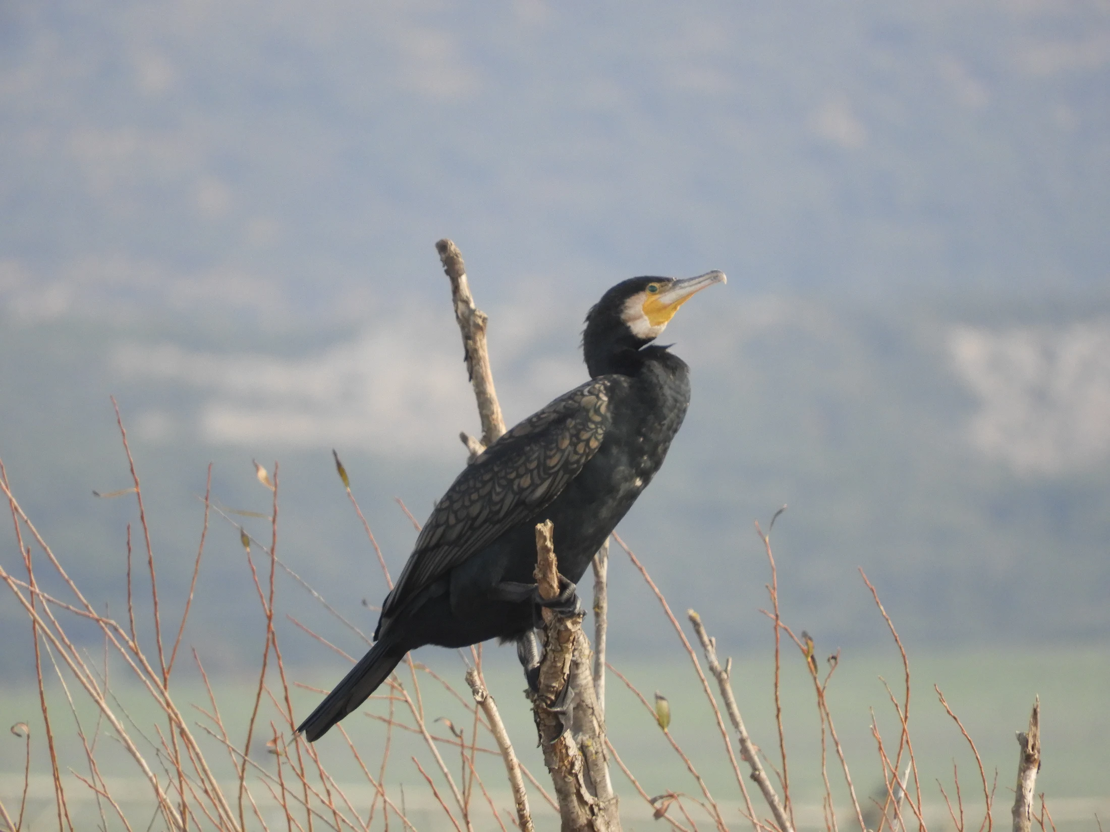 Cormorán en la antigua laguna de La Janda. Fotografía de David Collis Luque