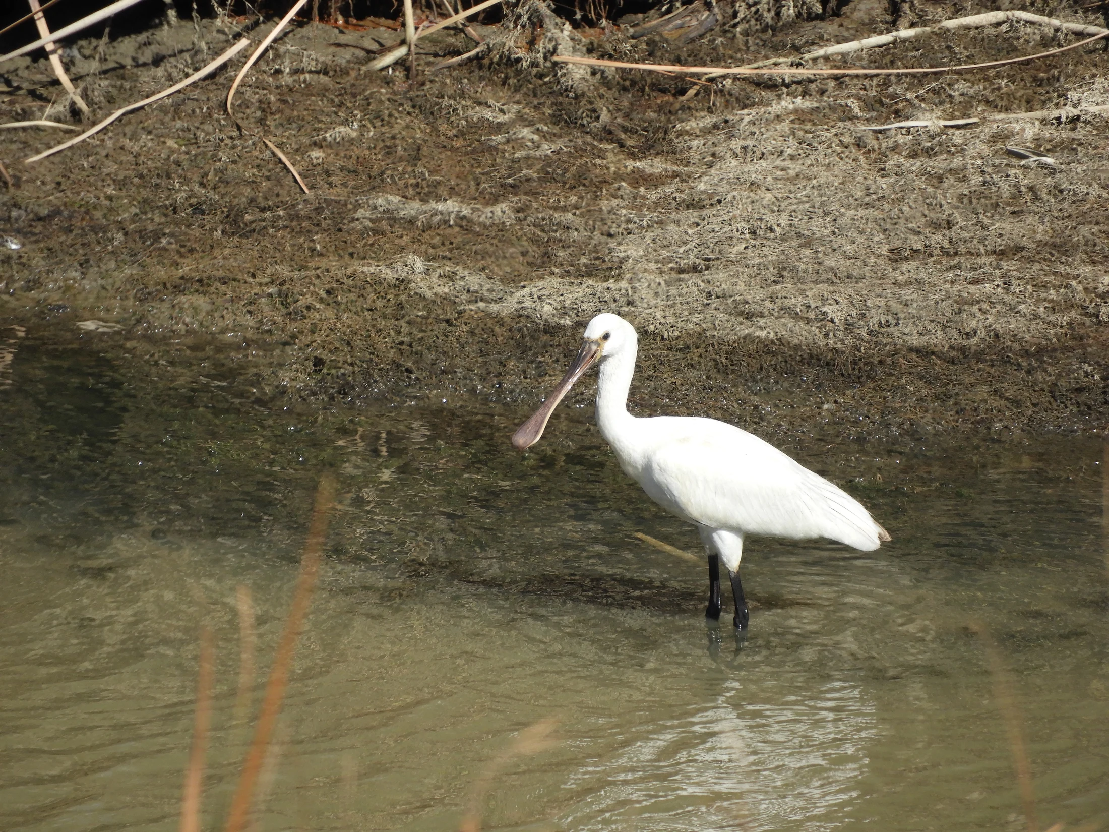 Espátula joven en la antigua laguna de La Janda. Fotografía de David Collis Luque