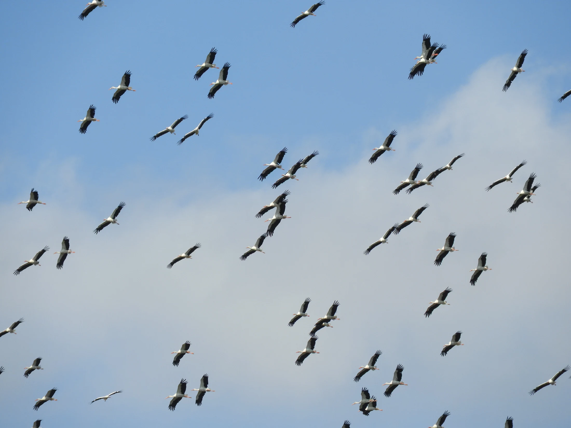 Cigüeñas en la antigua laguna de La Janda. Fotografía de David Collis Luque
