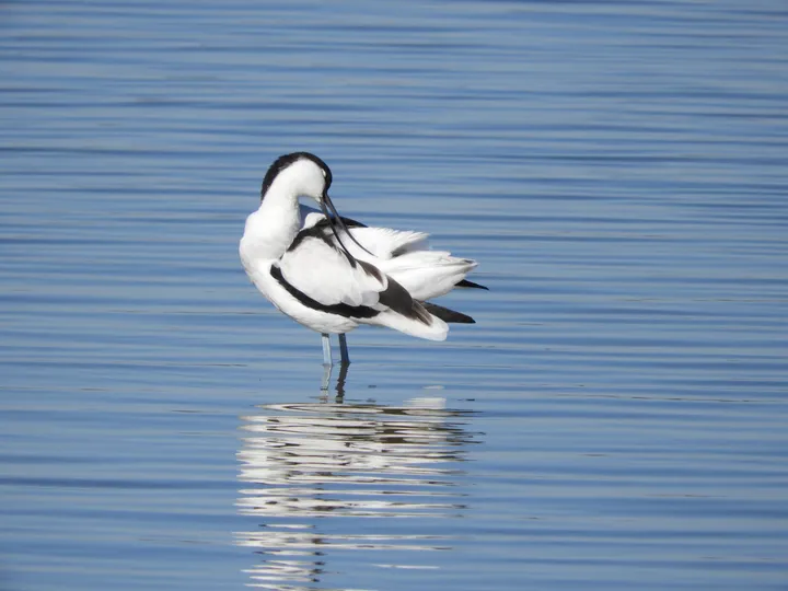 Avoceta en la marisma de Barbate