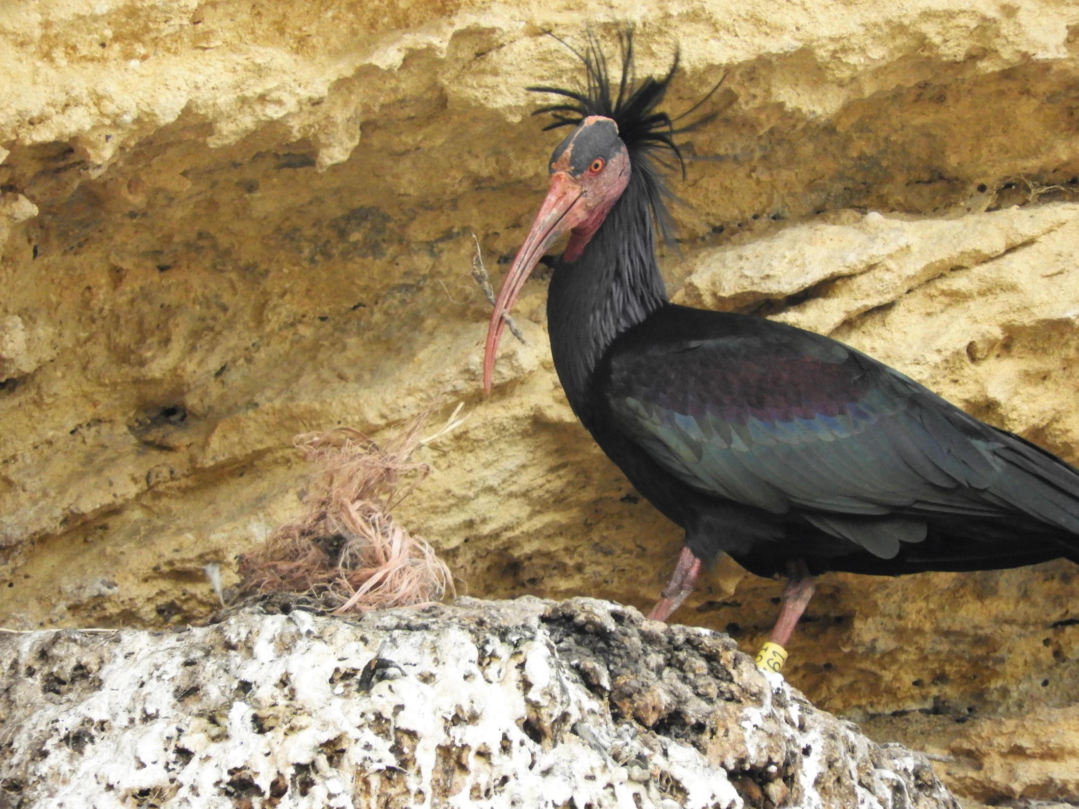 Ibis eremita en La Barca de Vejer de la Fra.. Fotografía de David Collis Luque