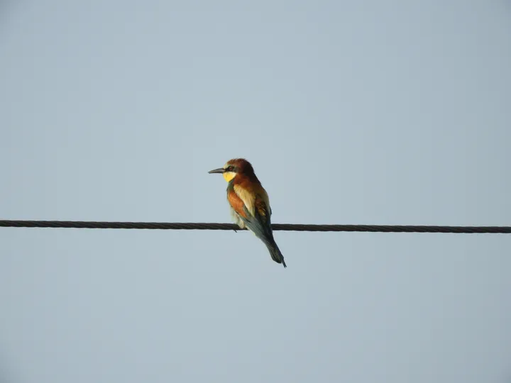 Abejaruco en la antigua laguna de La Janda