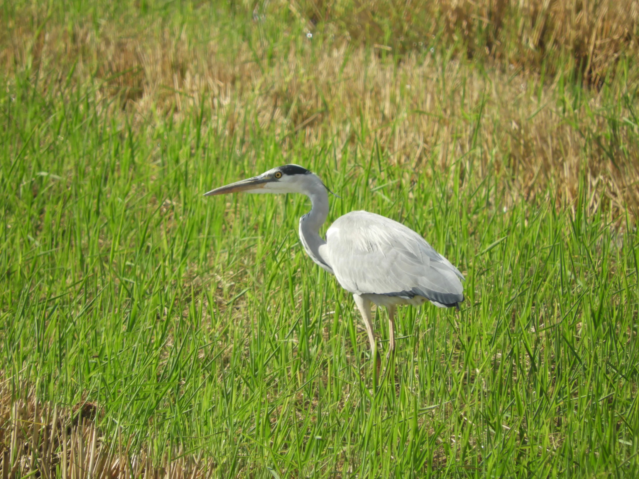Garza real en la antigua laguna de La Janda. Fotografía de David Collis Luque