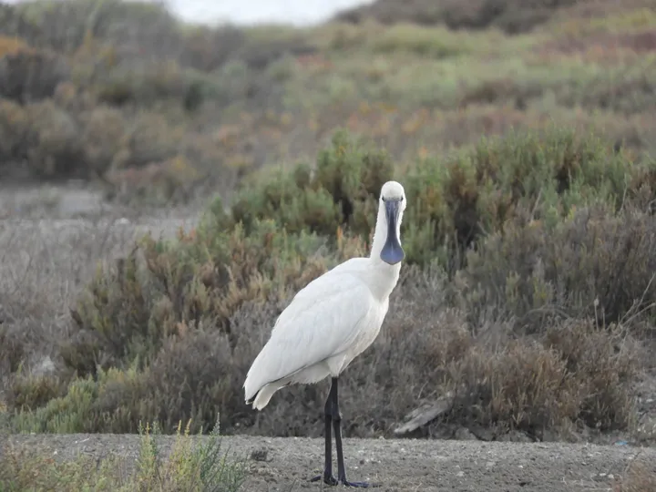 Espátula en las marismas de Barbate