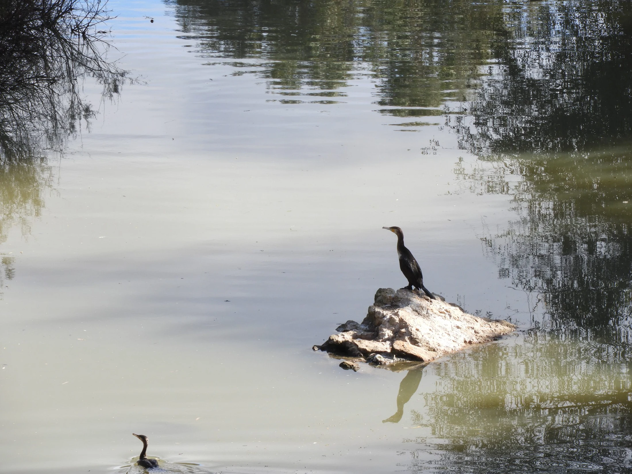 Cormorán en La Barca de vejer de la Fra.. Fotografía de David Collis Luque