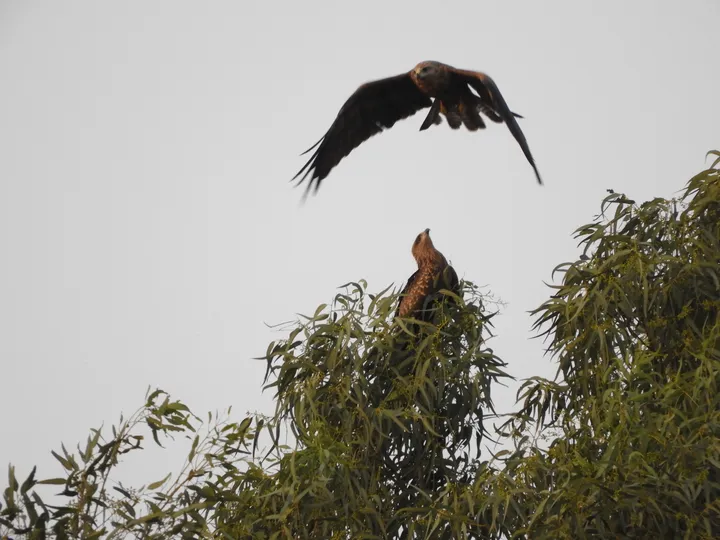 Milanos negros en la antigua laguna de La Janda