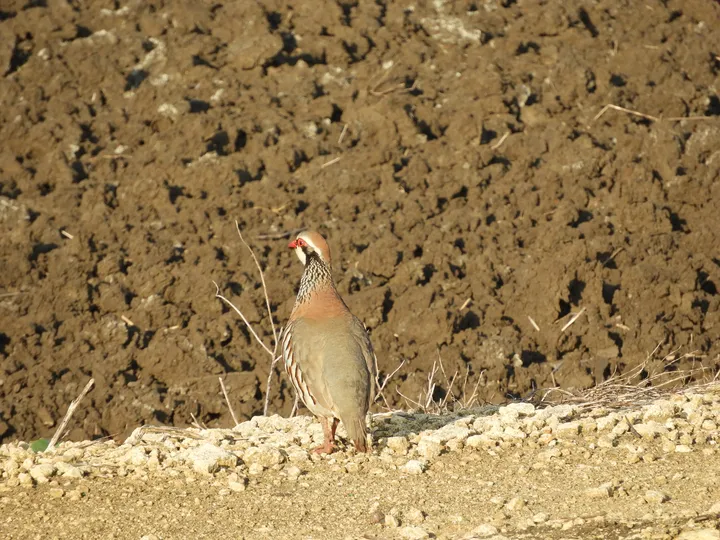 Perdiz en la antigua laguna de La Janda