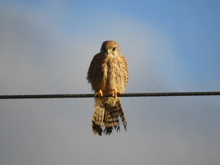 Cernícalo en la antigua Laguna de La Janda