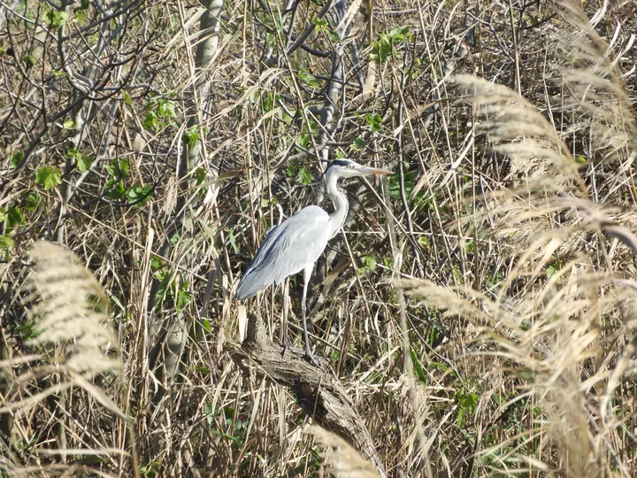 Garza real en la antigua laguna de La Janda