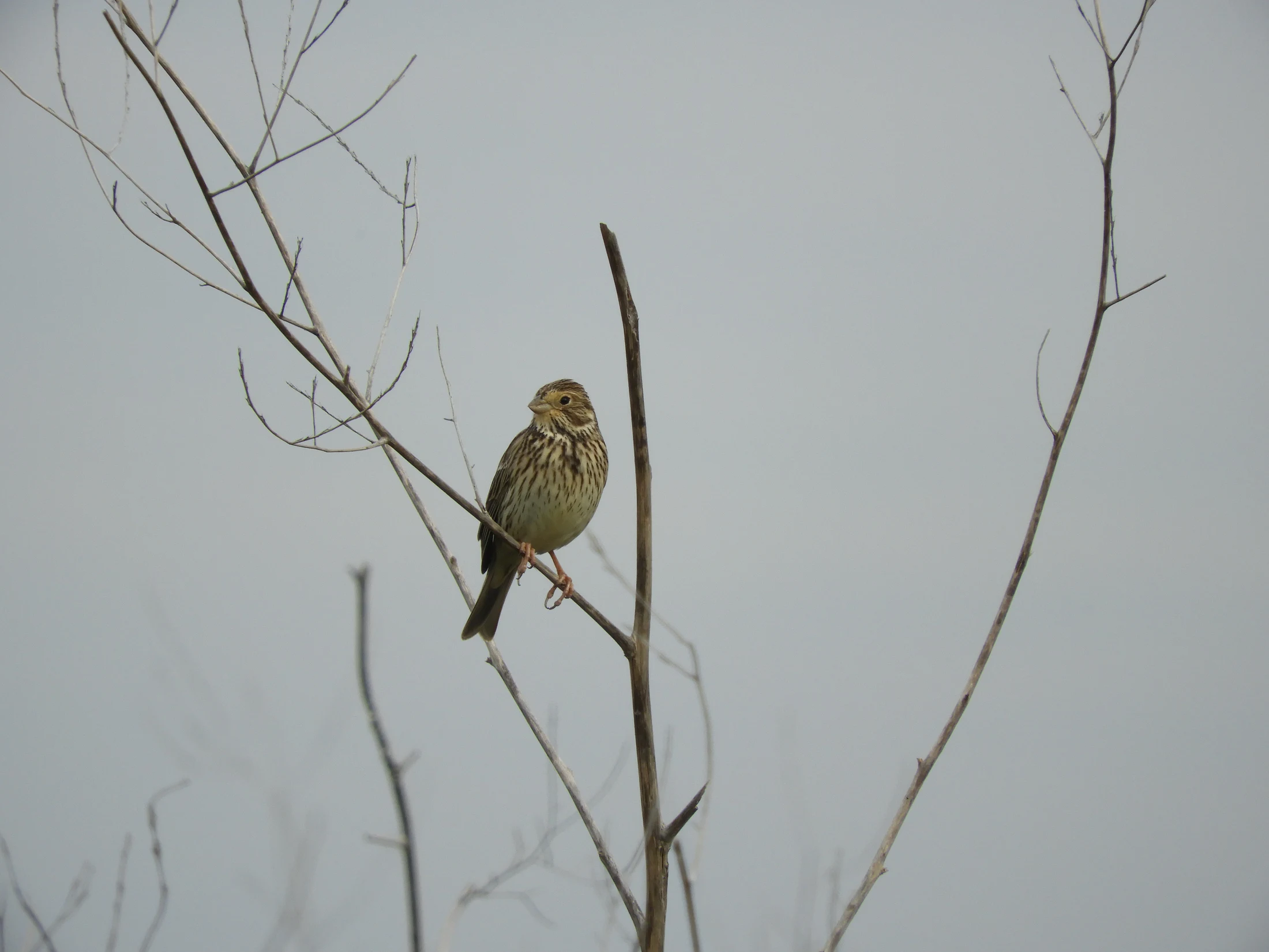 Escribano triguero en la antigua laguna de La Janda. Fotografía de David Collis Luque