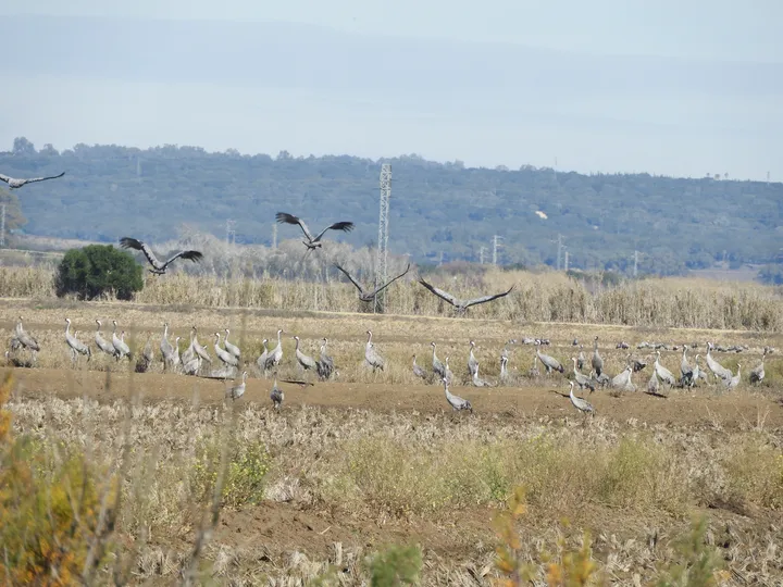 Grullas en la antigua laguna de La Janda