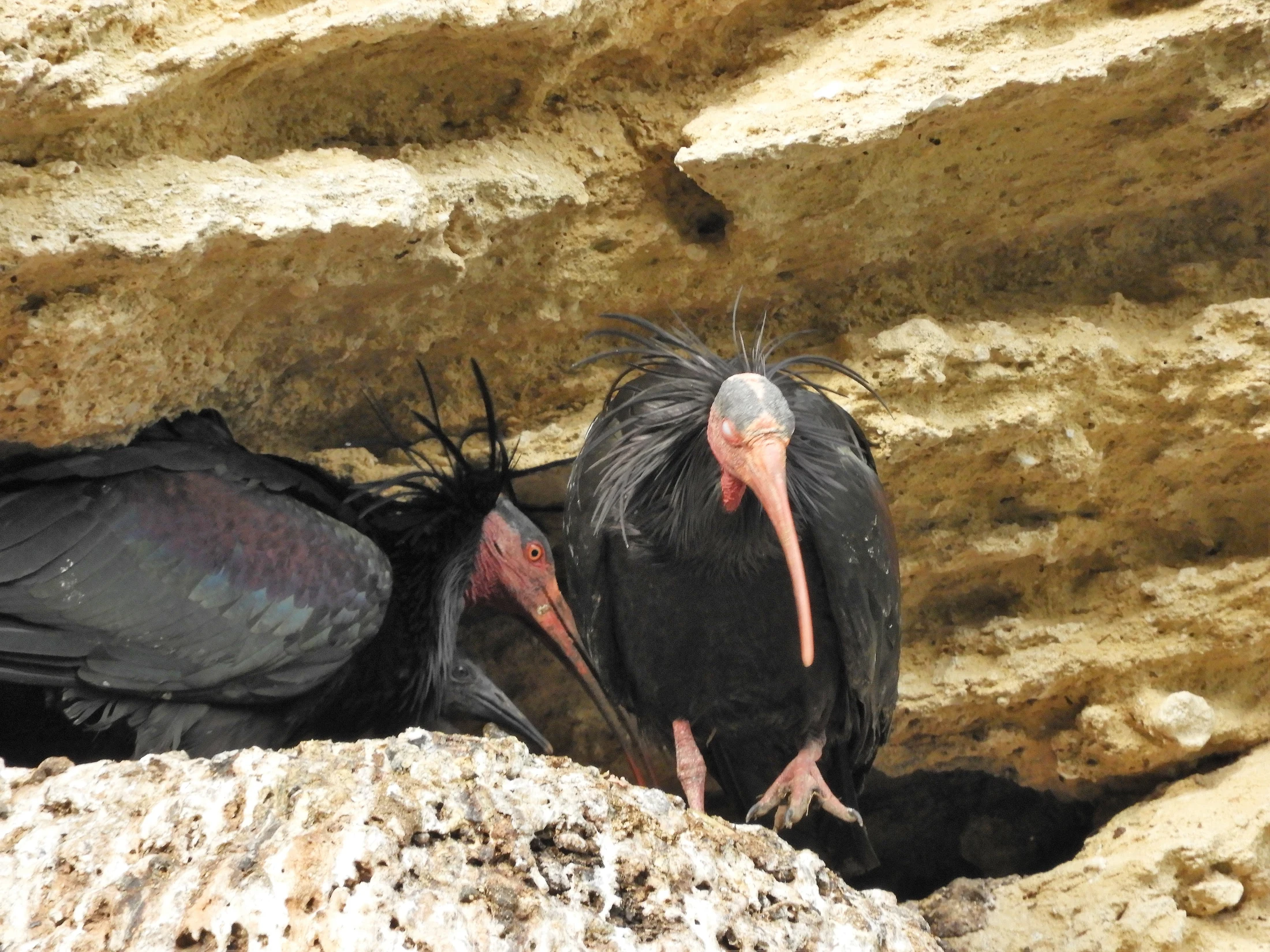 Pareja de ibis eremita con cría en La Barca de Vejer. Fotografía de David Collis Luque