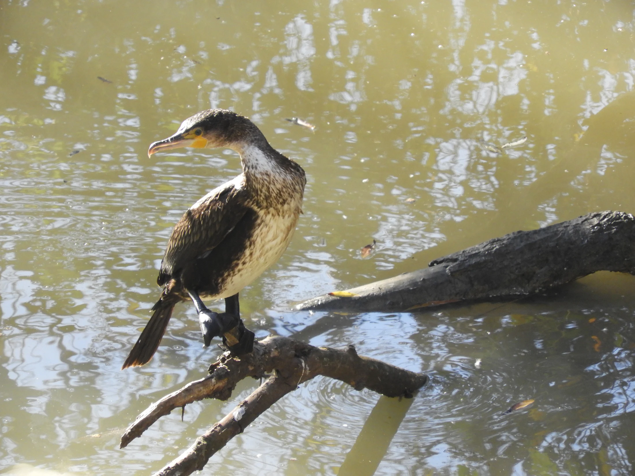 Cormoranes en La Barca de Vejer de la Fra.. Fotografía de David Collis Luque
