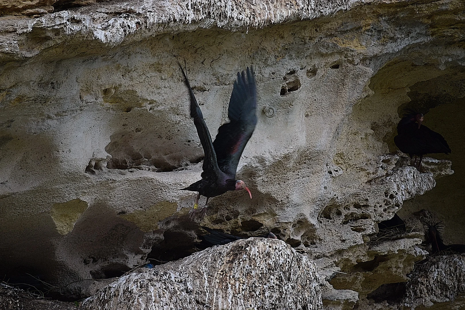 Ibis eremita en La Barca de Vejer de la Fra.. Fotografía de David Collis Luque