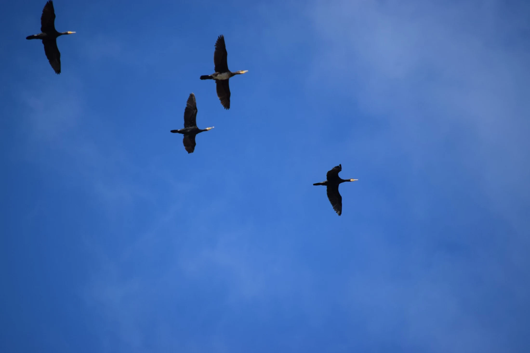 Cormoranes en la antigua laguna de La Janda. Fotografía de David Collis Luque