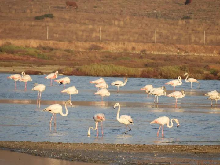 Flamencos en las marismas de Barbate