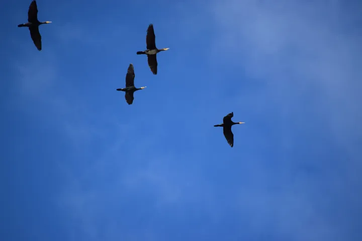 Cormoranes en la antigua laguna de La Janda