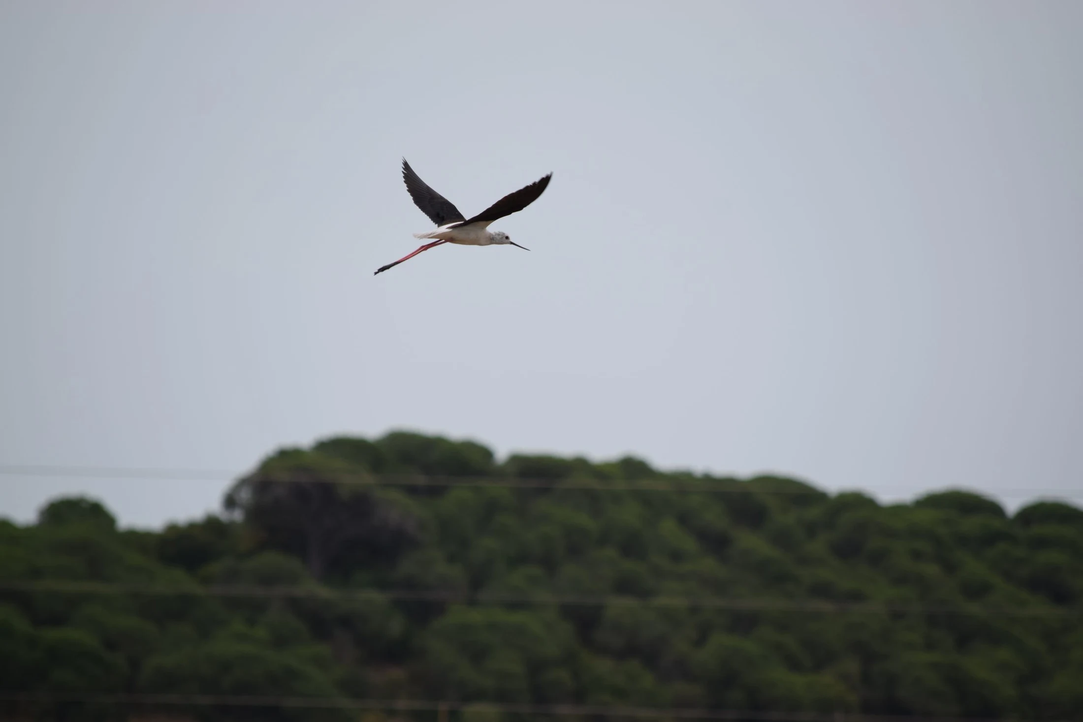 Cigüeñuela en la marisma de Barbate. Fotografía de David Collis Luque