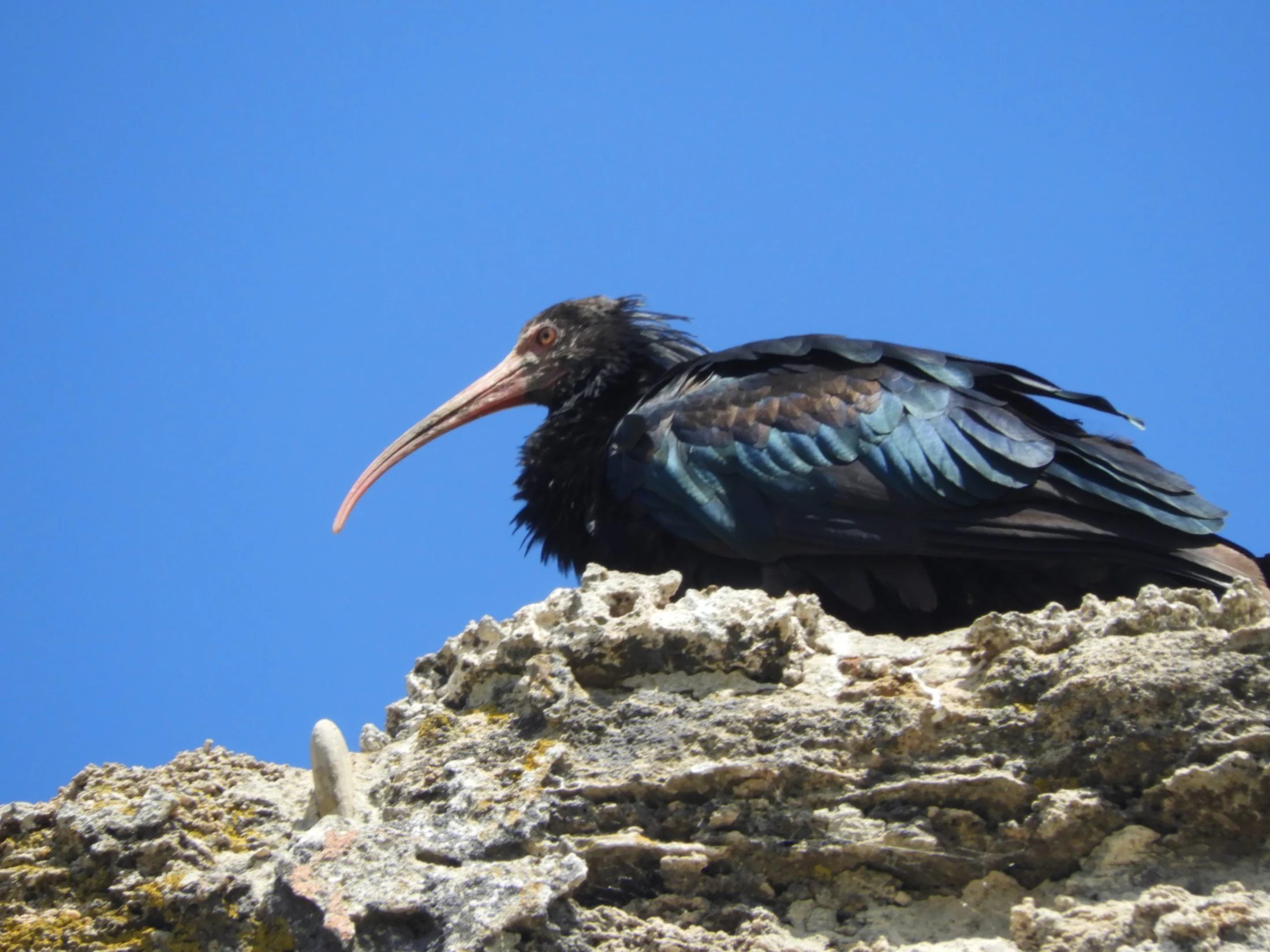 Ibis eremita en la playa El Palmar de Vejer de la Fra.. Fotografía de David Collis Luque