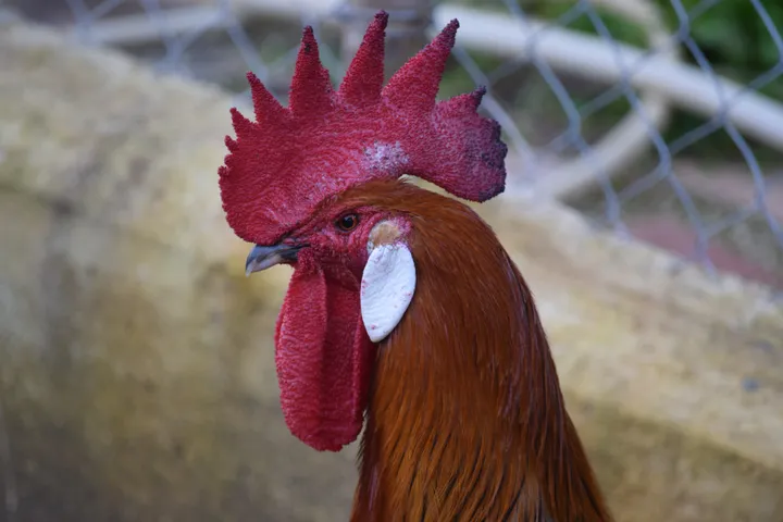Gallo, raza andaluza