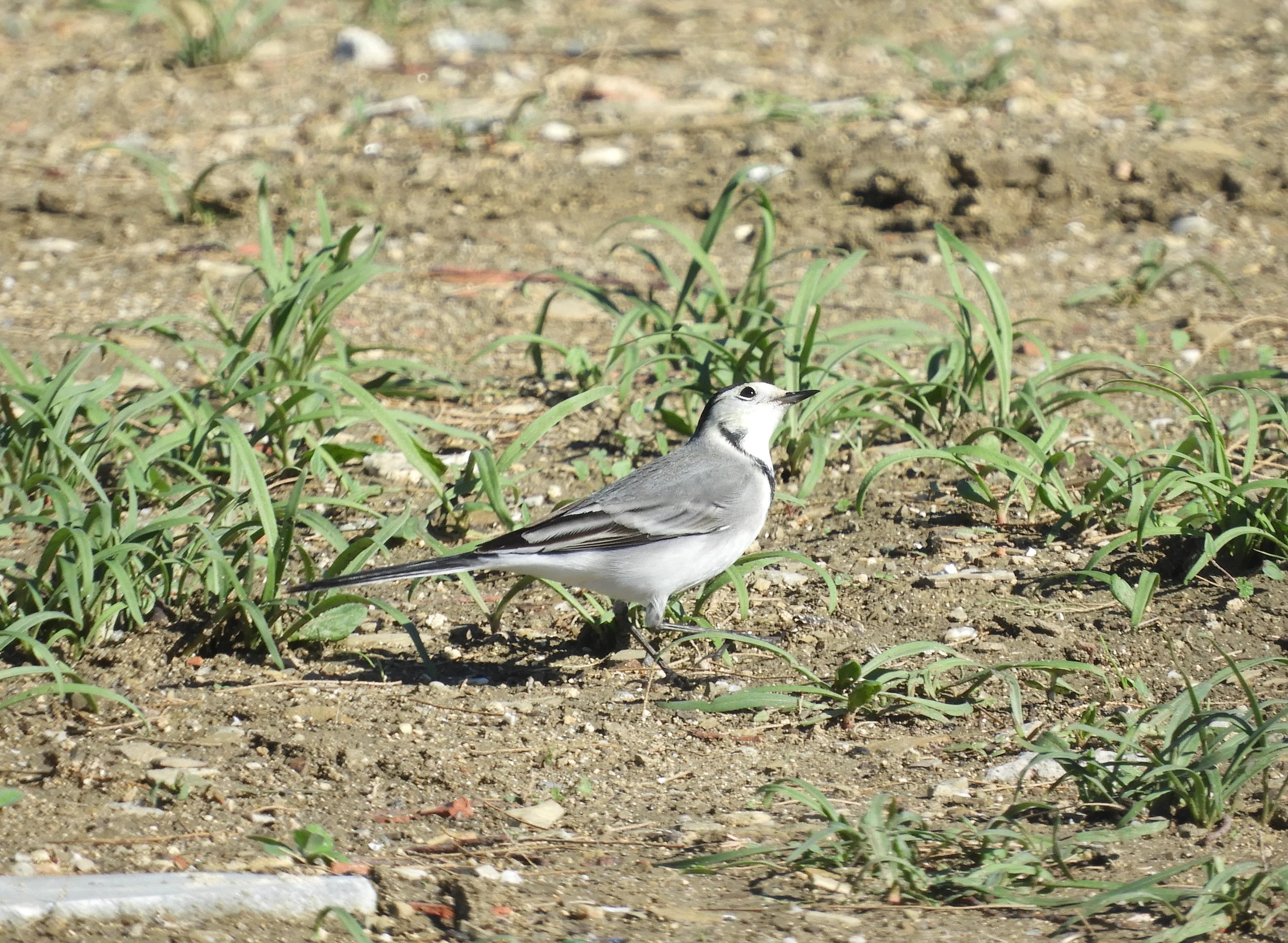 Lavandera blanca en la marisma de Barbate. Fotografía de David Collis Luque
