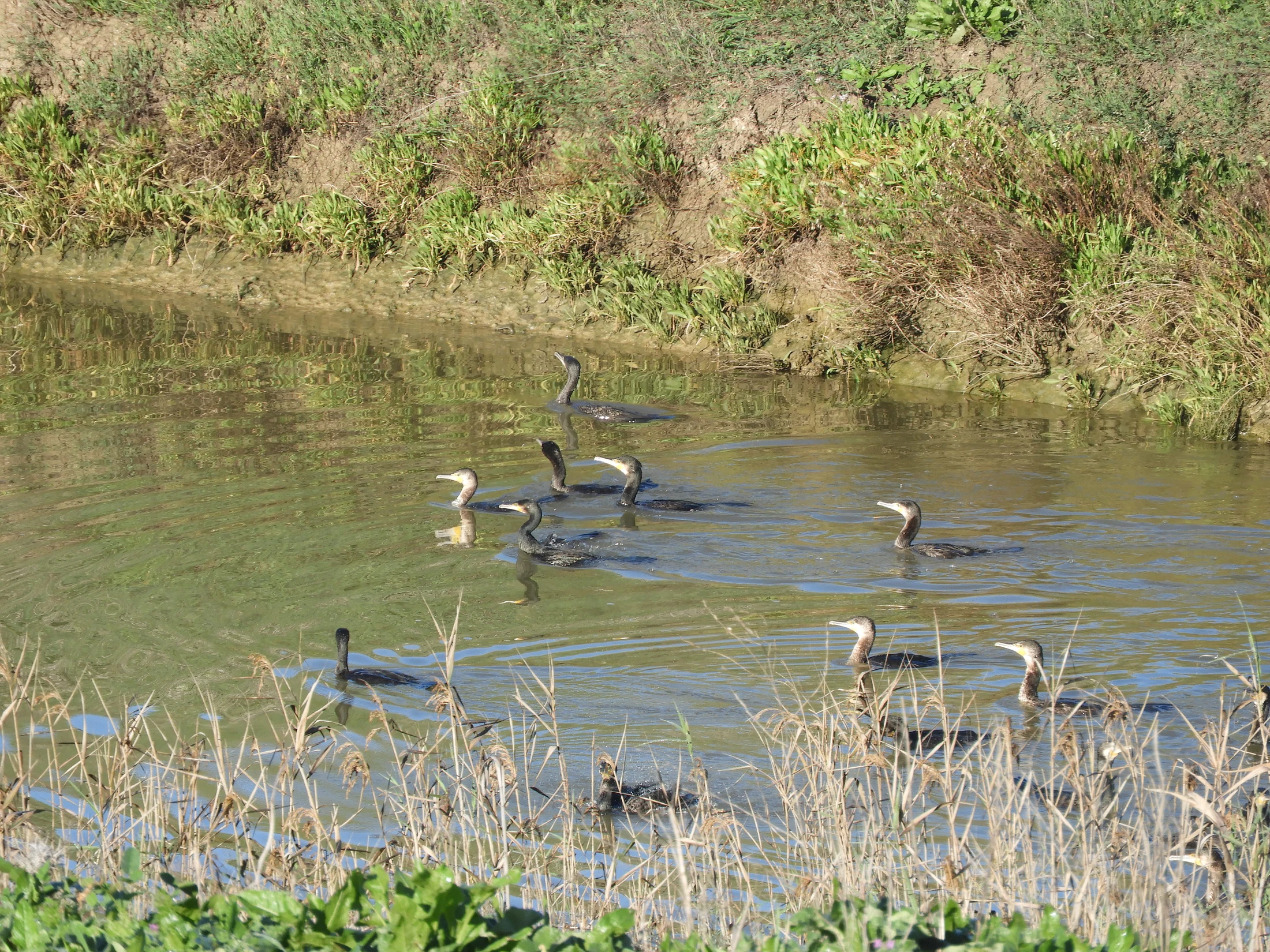 Cormoranes en la antigua laguna de La Janda. Fotografía de David Collis Luque