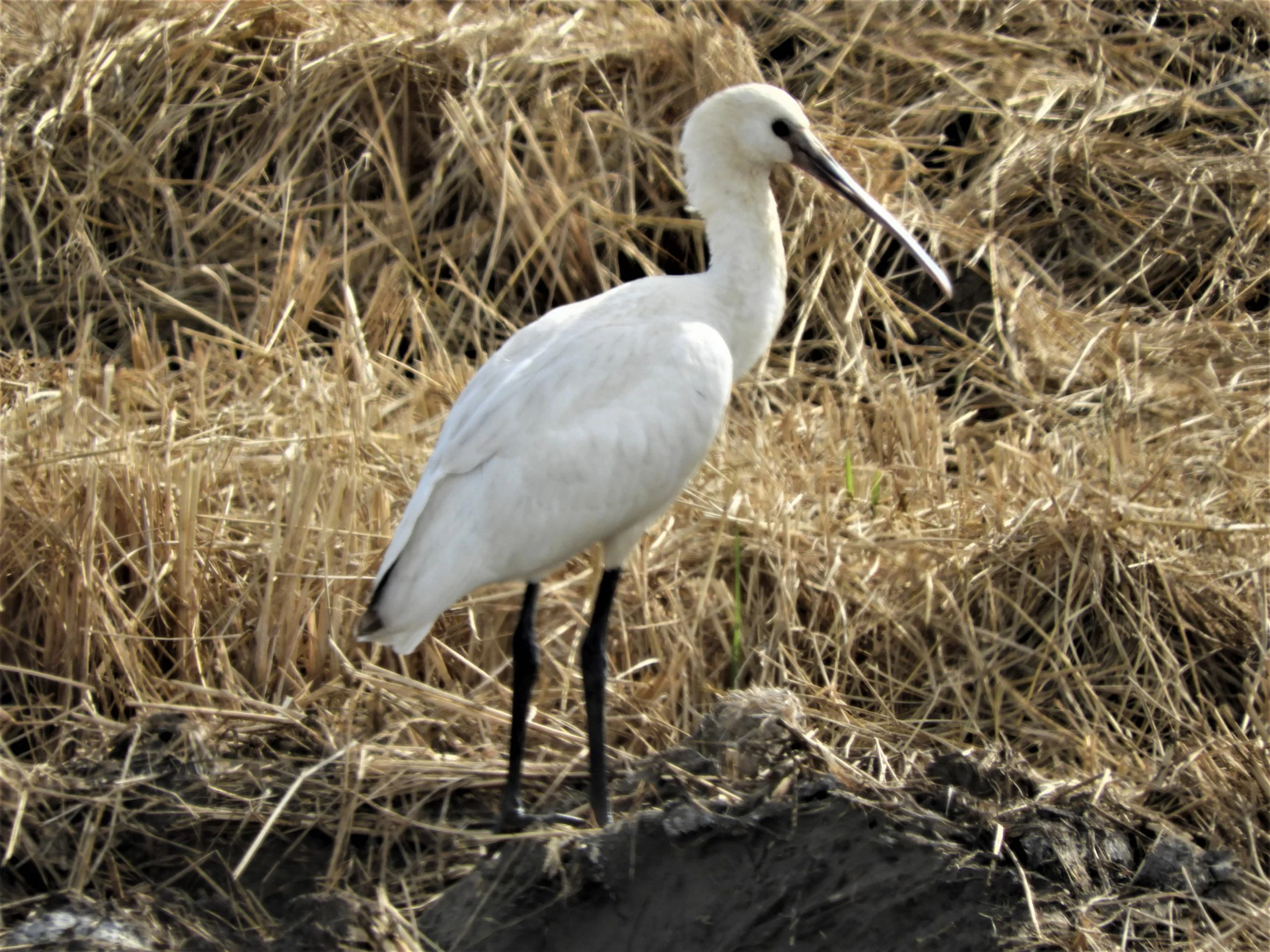 Espátula en la antigua laguna de La Janda. Fotografía de David Collis Luque