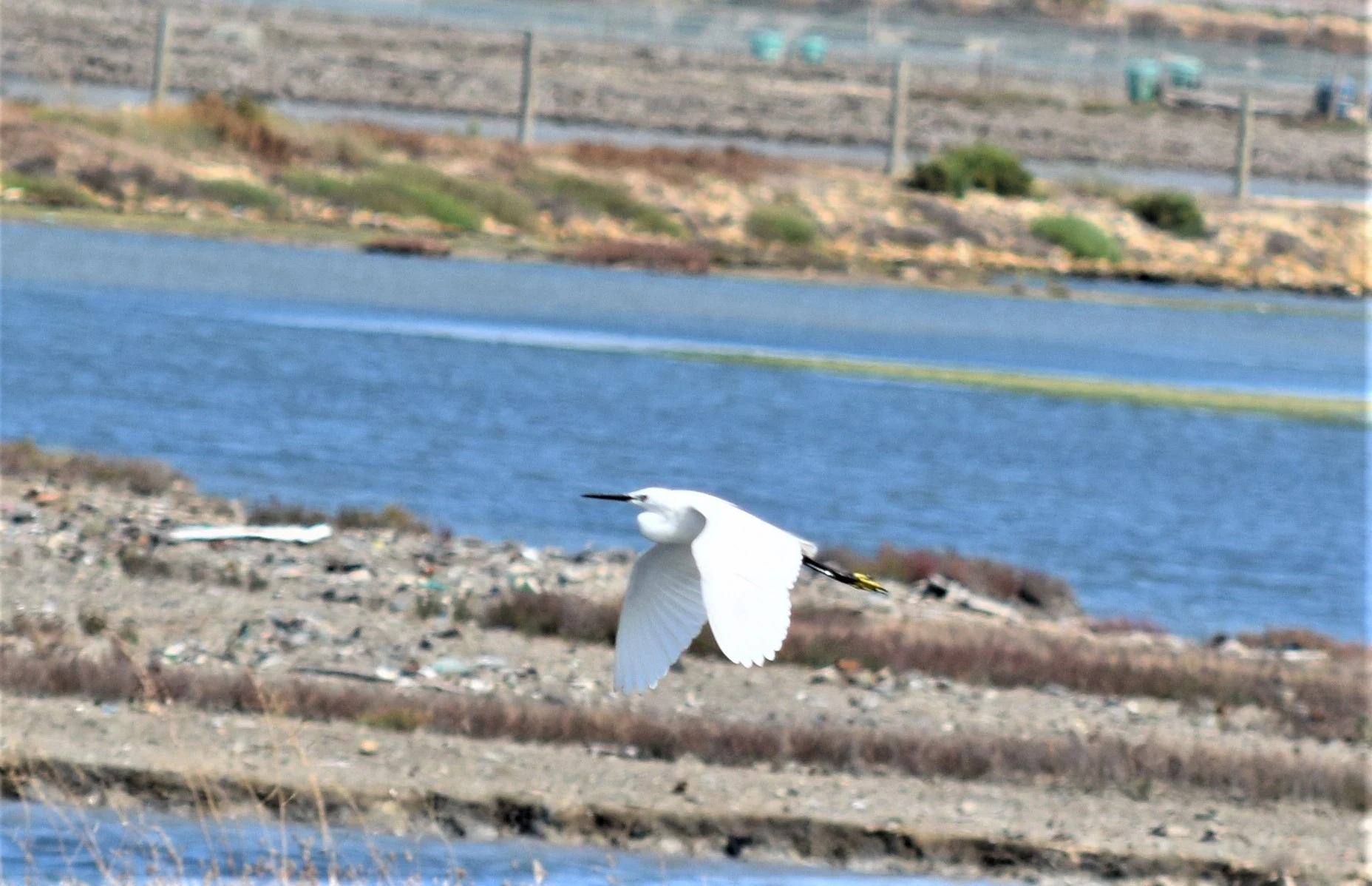 Garza en la marisma de Barbate. Fotografía de David Collis Luque