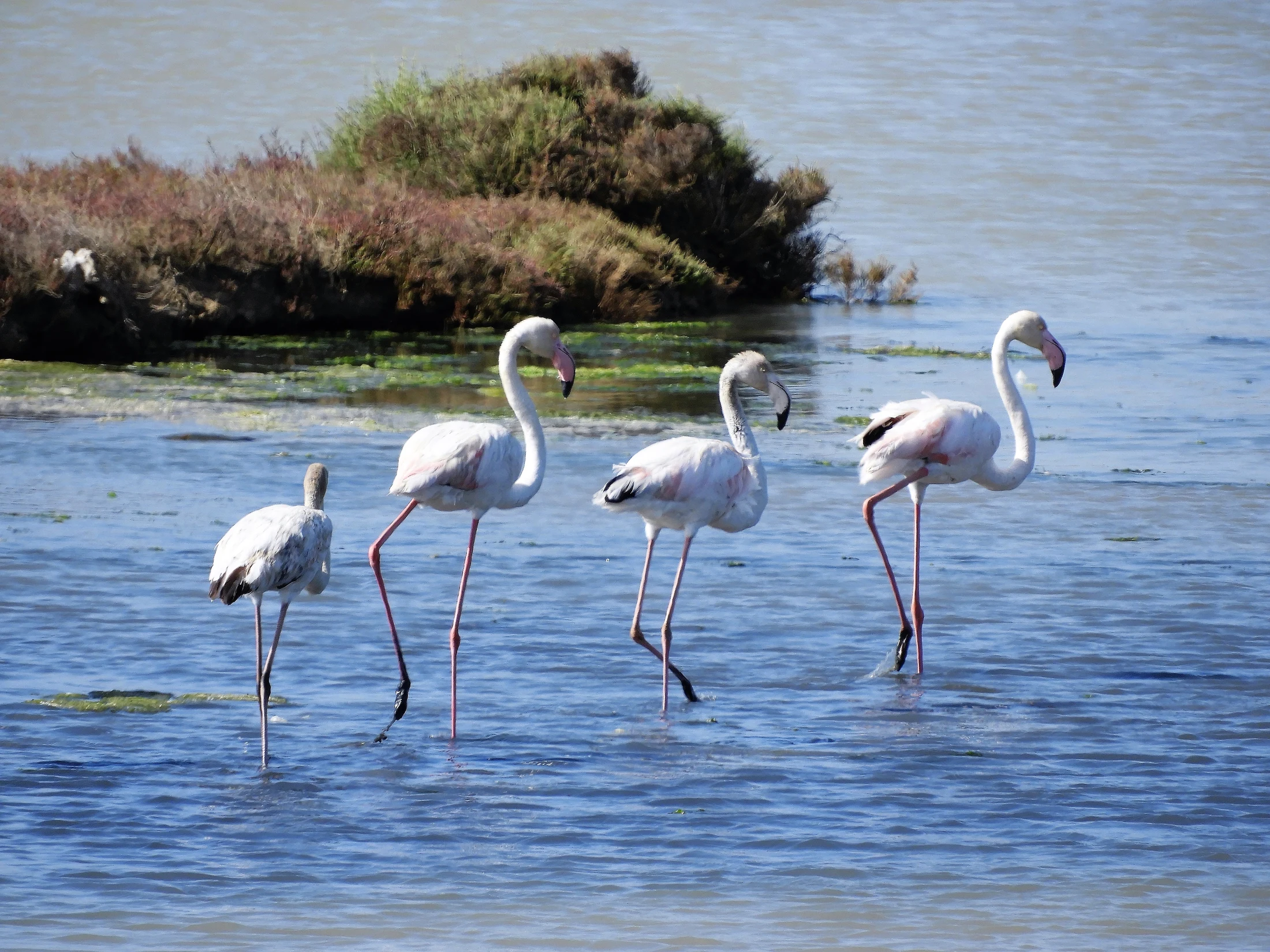 Flamencos en la marisma de Barbate. Fotografía de David Collis Luque