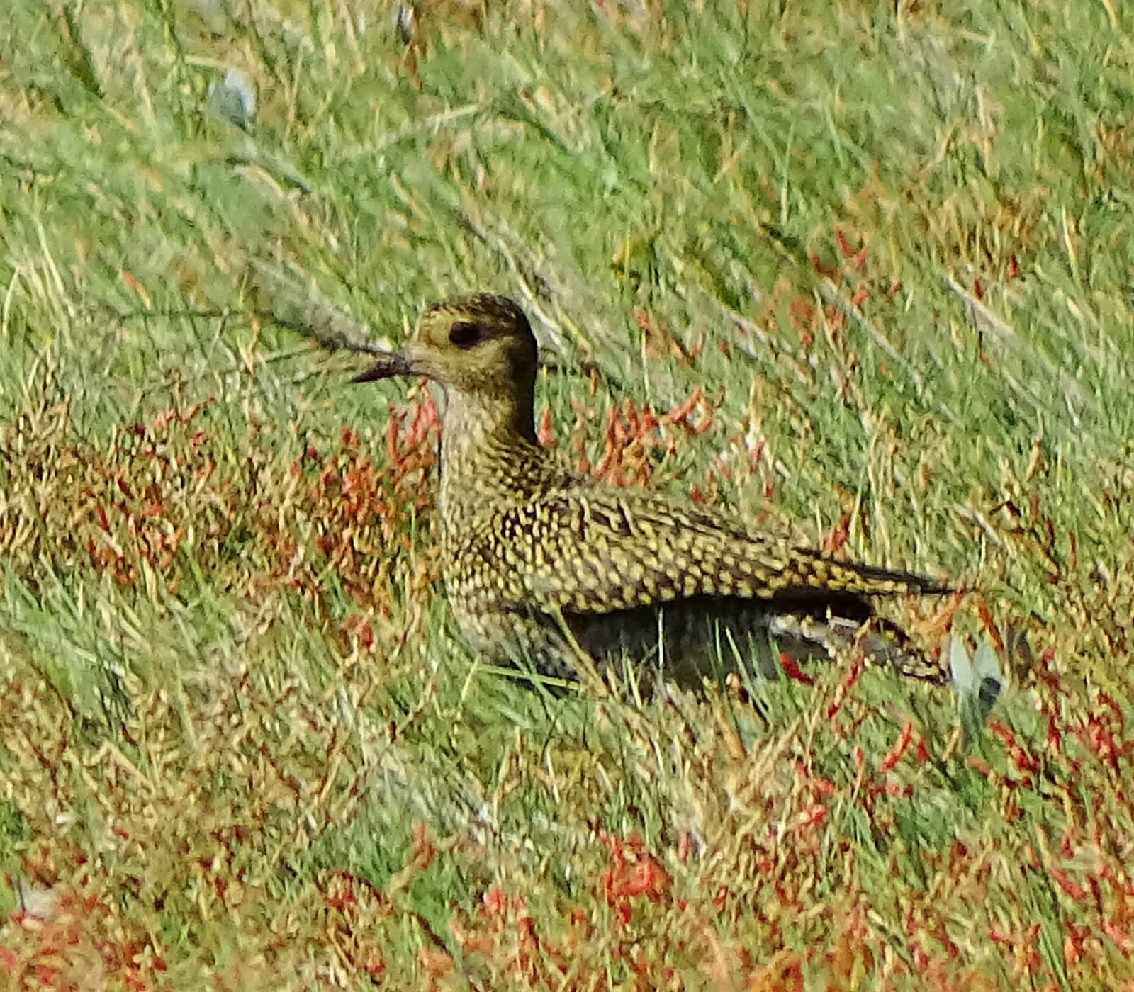 Chorlito dorado europeo en Galicia. Fotografía de David Collis Luque