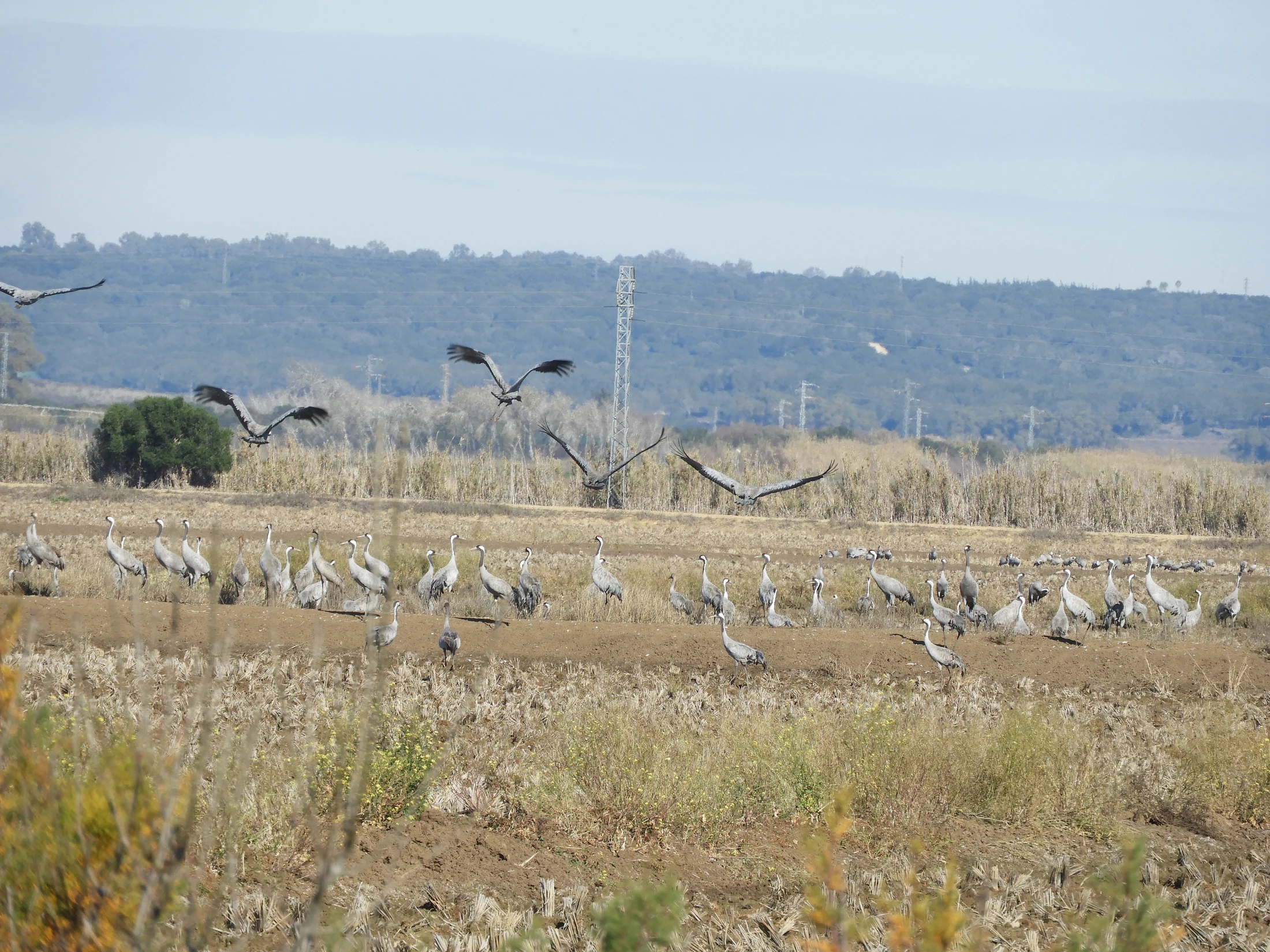 Grullas en la antigua laguna de La Janda. Fotografía de David Collis Luque