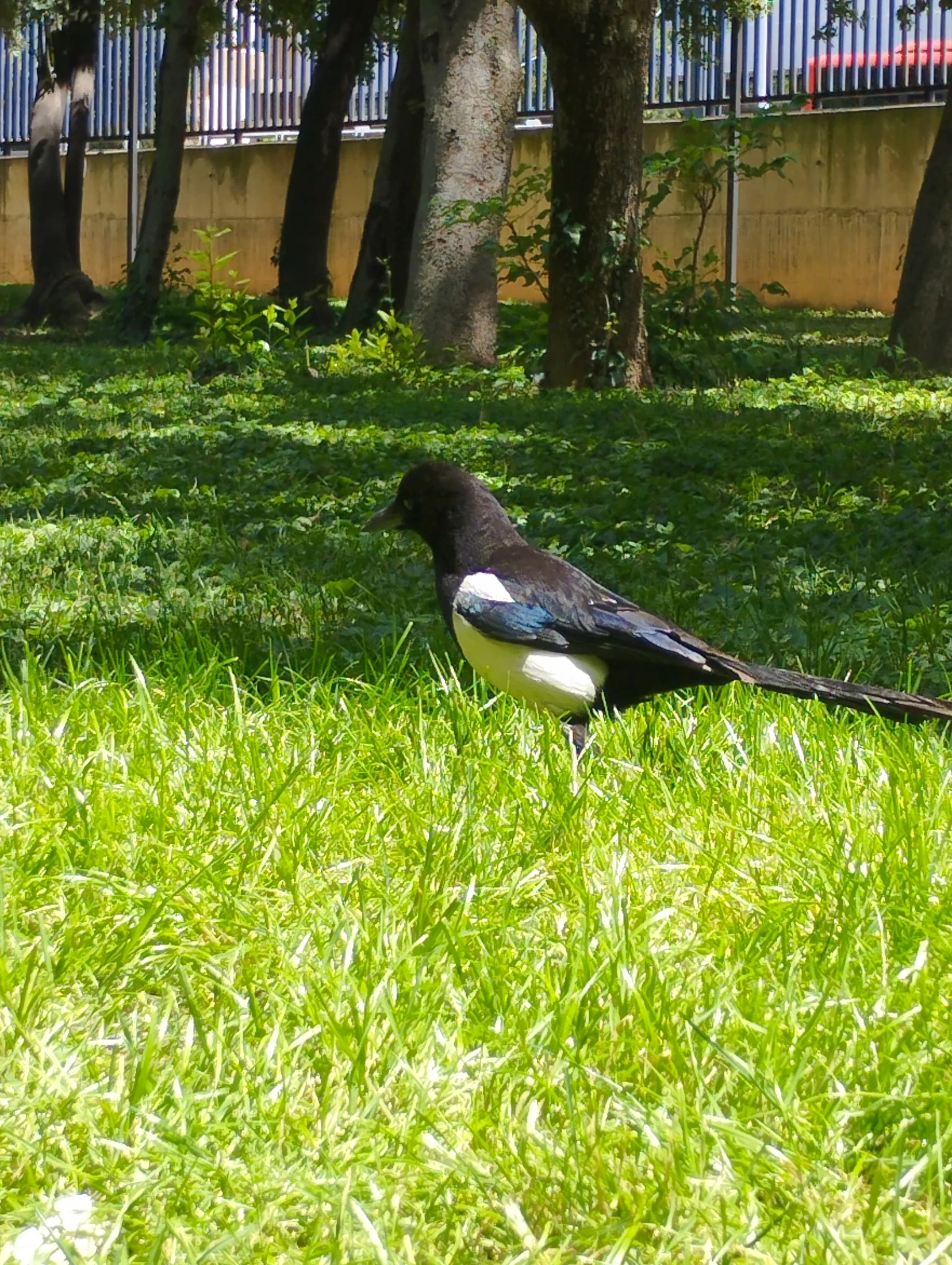 Urraca en Granada. Fotografía de David Collis Calvellido