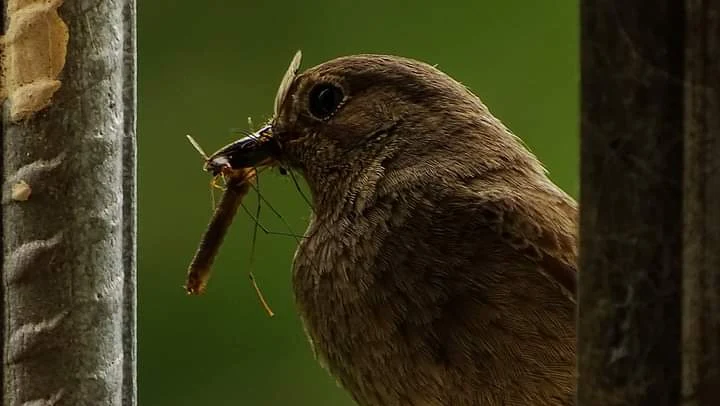Tarabilla común hembra en Galicia. Fotografía de Mingucho