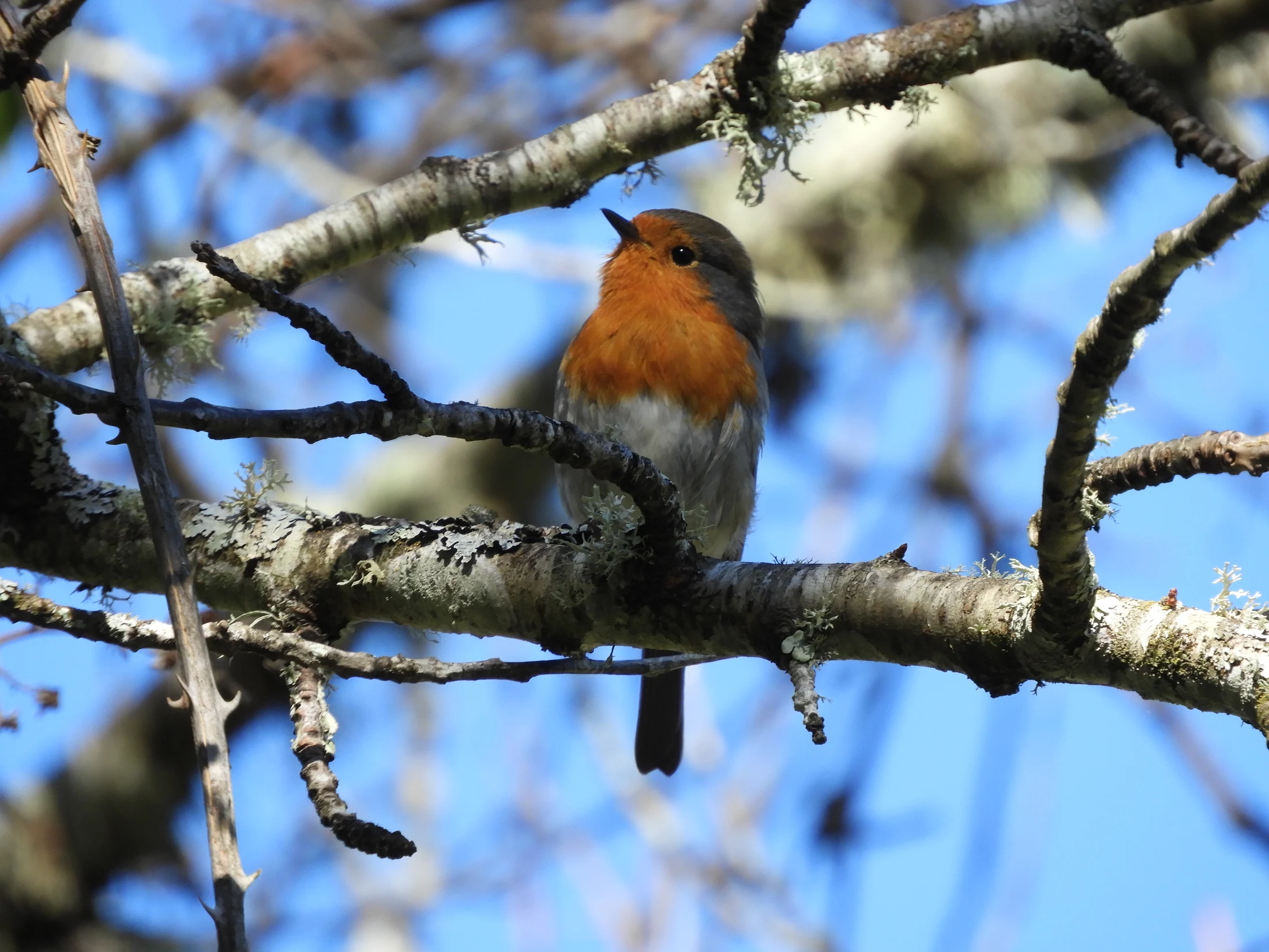 Petirrojo en la Sierra de Huelva. Fotografía de David Collis Luque