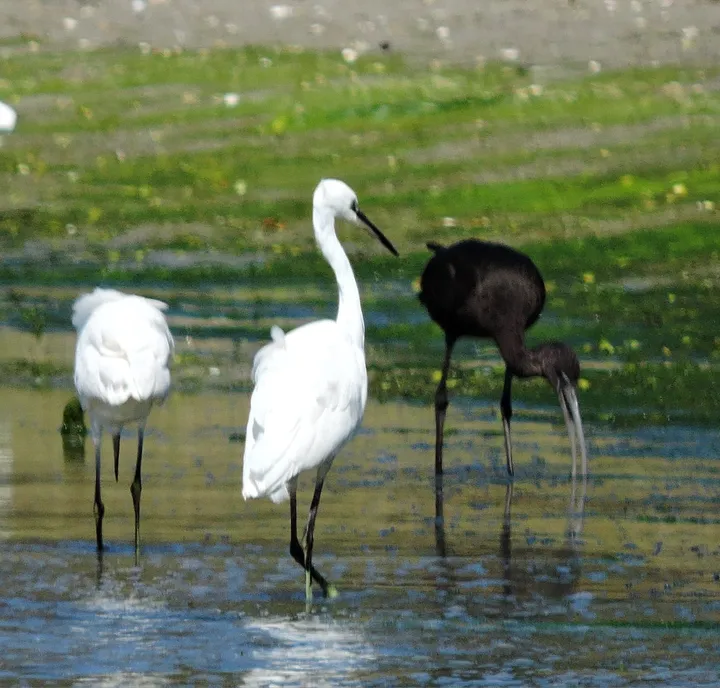 Garcetas y morito en Galicia