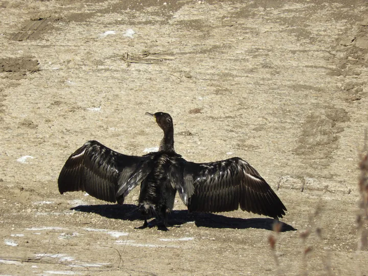 Cormorán en la antigua laguna de La janda