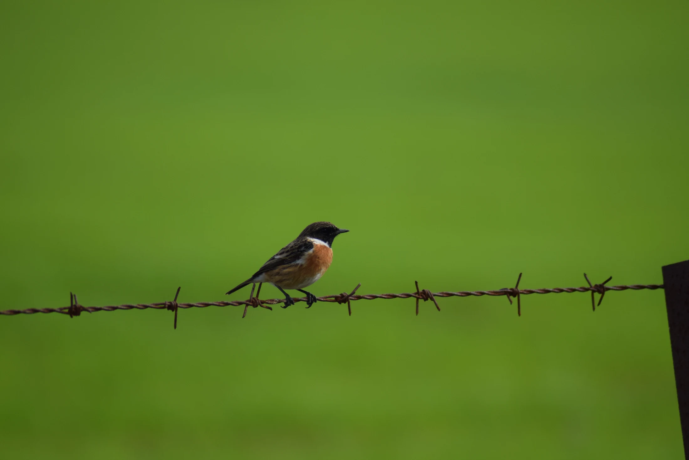 Tarabilla común macho en la antigua laguna de La Janda. Fotografía de David Collis Luque