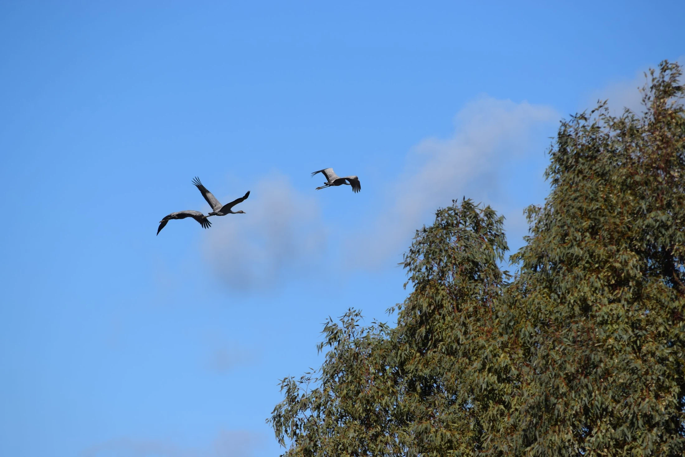 Grulla en la antigua laguna de La Janda. Fotografía de David Collis Luque