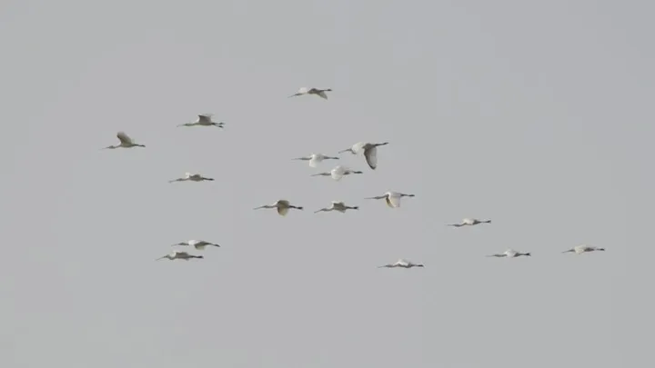 Espátula común (Salina de la Victoria del Trocadero, Puerto Real)