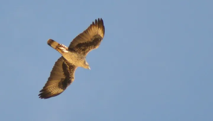 Águila perdicera en Pegalajar (Jaén)