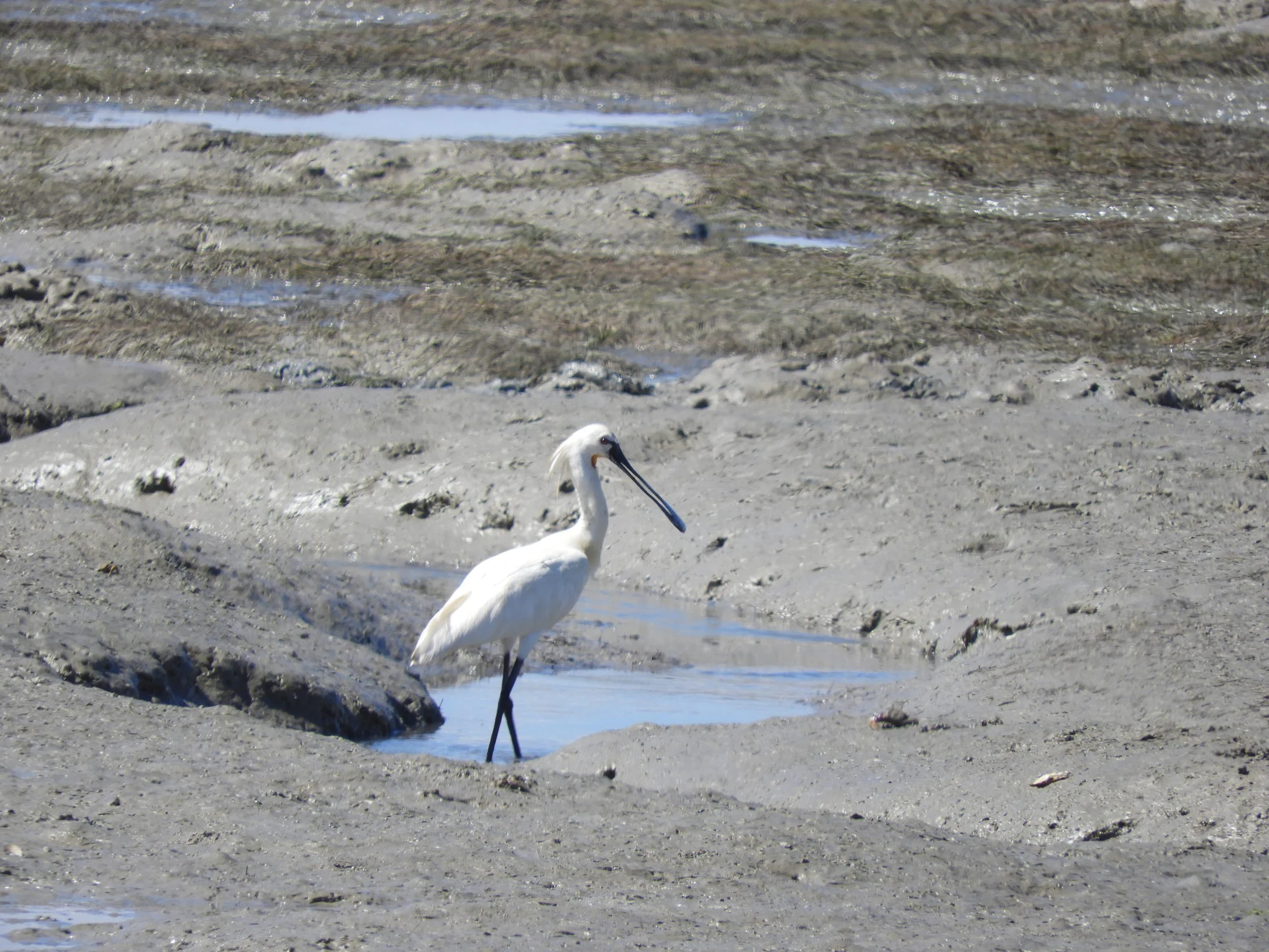 Espátula en la bahía de Cádiz. Fotografía de David Collis Luque