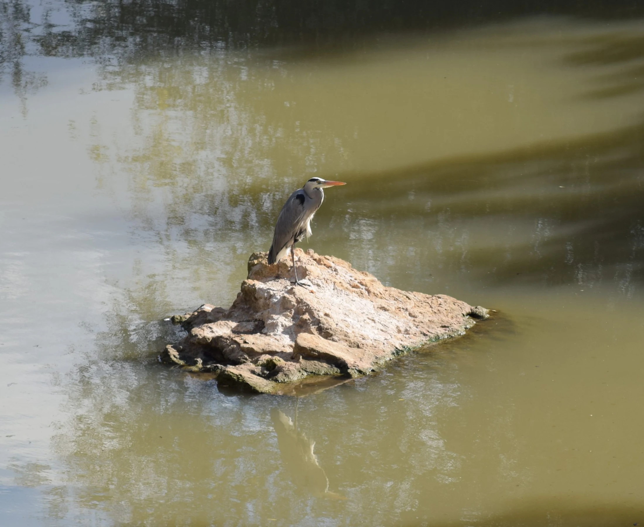 Garza real en La Barca de Vejer de la Frontera. Fotografía de David Collis Luque