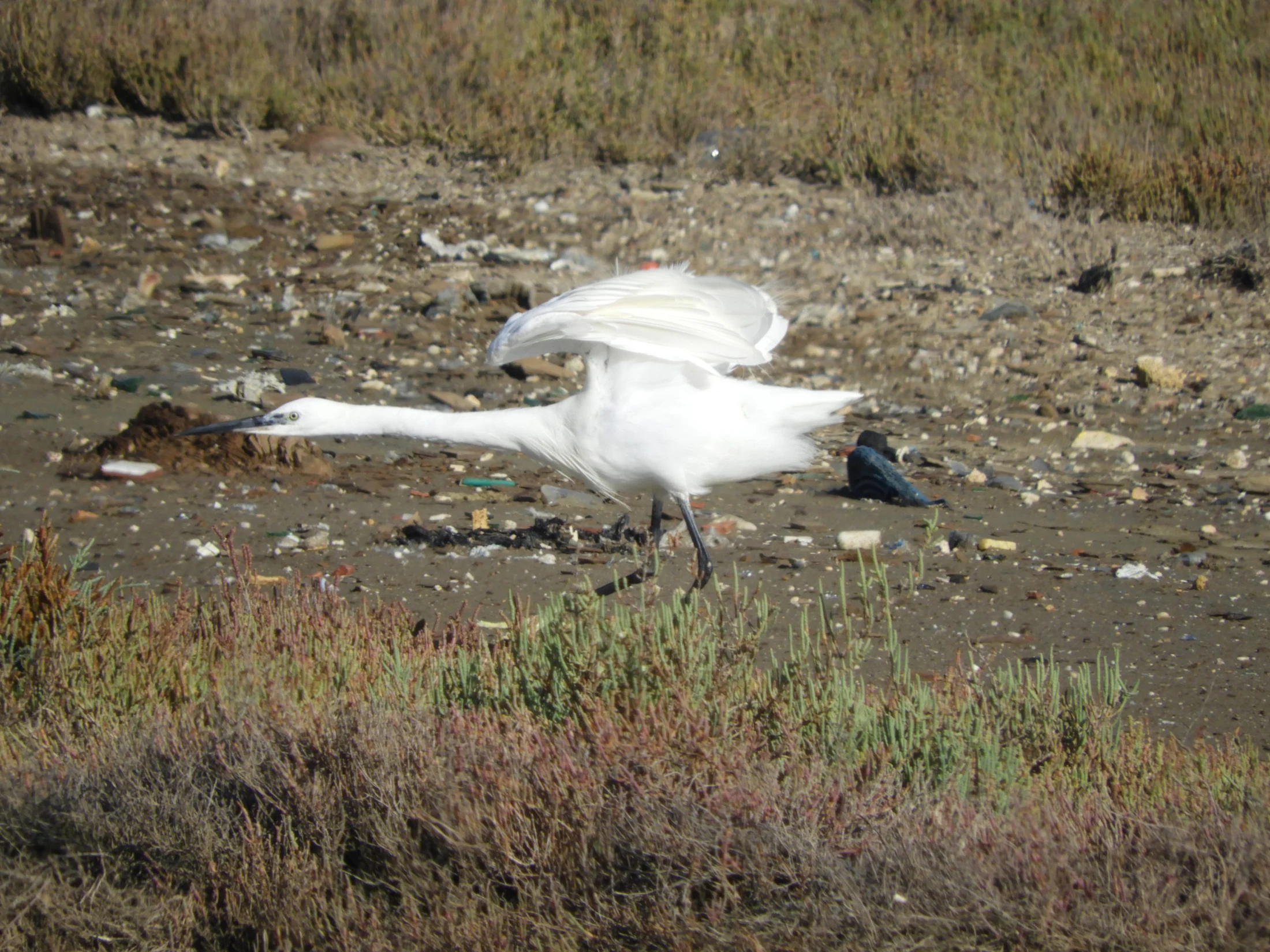 Garceta en la antigua laguna de La Janda. Fotografía de David Collis Luque
