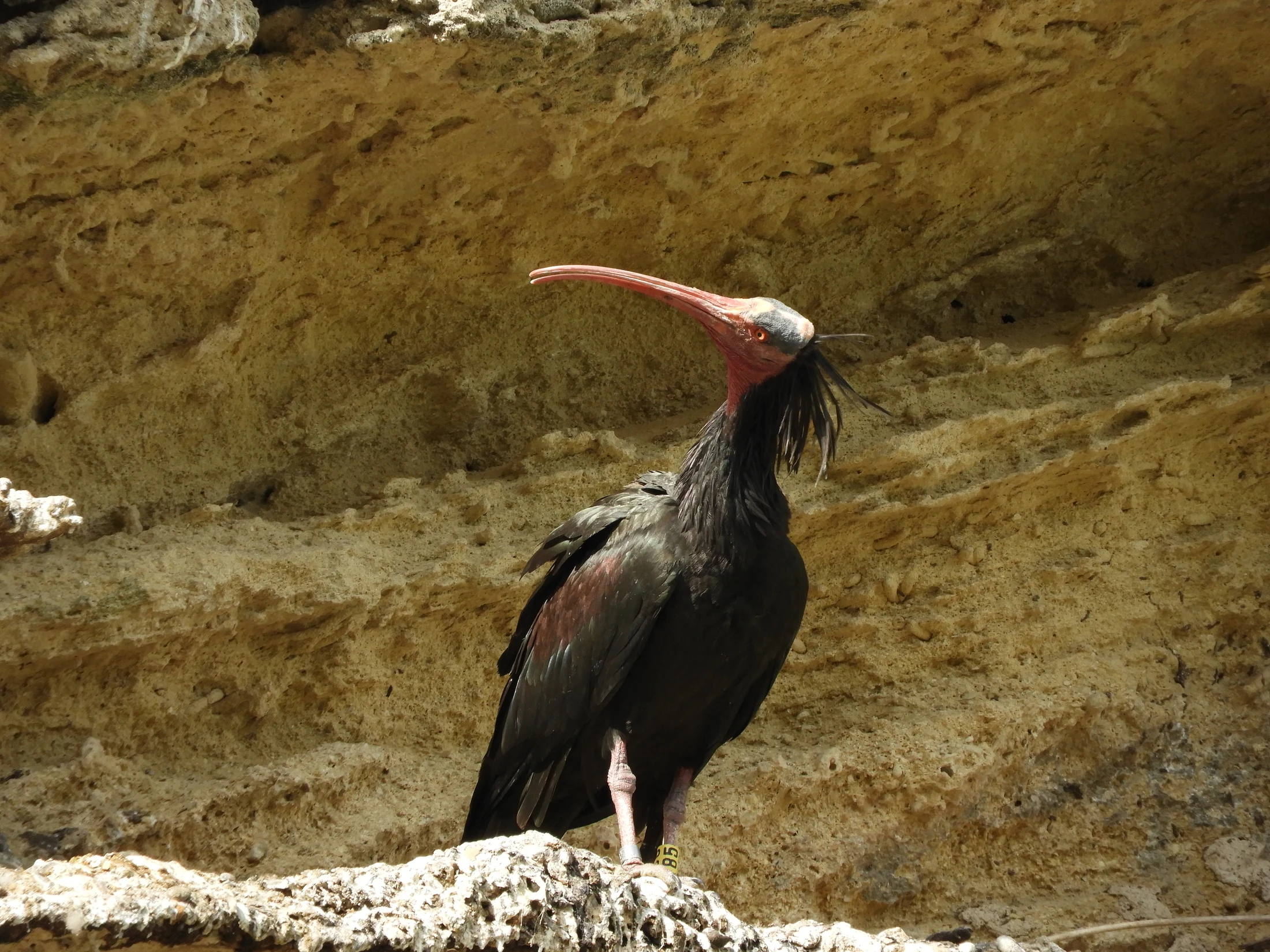 Ibis eremita en La Barca de Vejer de la Fra.. Fotografía de David Collis Luque