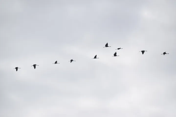Grullas en la antigua Laguna de La Janda