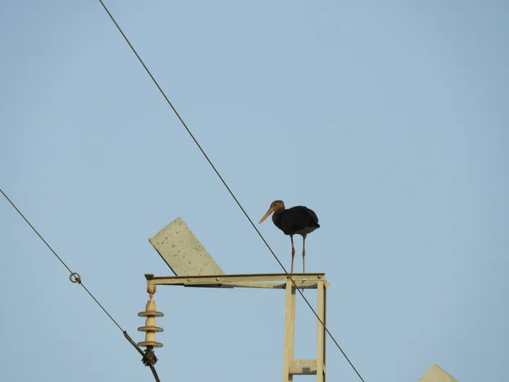 Cigüeña negra en la antigua laguna de La Janda
